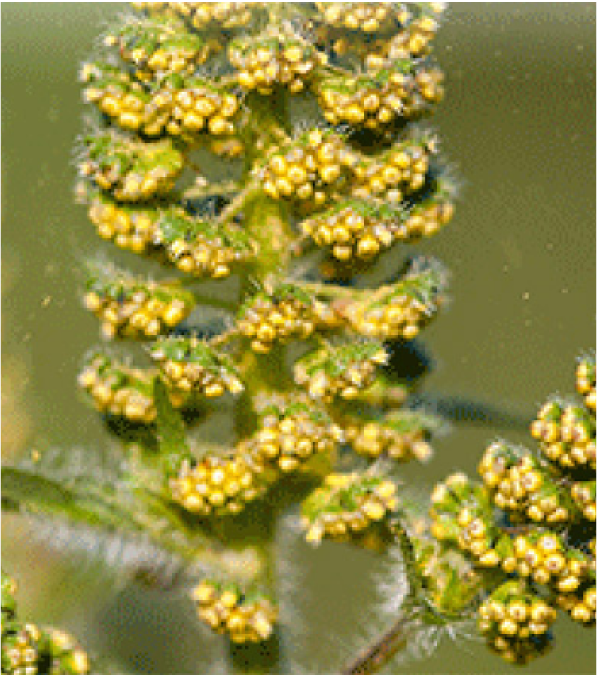 close up picture of ragweed eye allergens